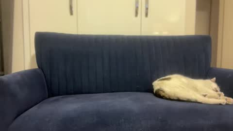 hoplonger online show from 6, 3, 2026