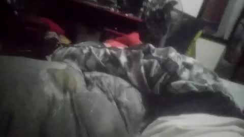 horsebrowm online show from 1, 1, 2025