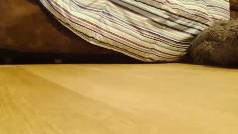 BigFTMdick online show from 26, 12, 2024