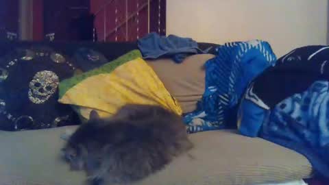 indigo_scorpio online show from 30, 1, 2025