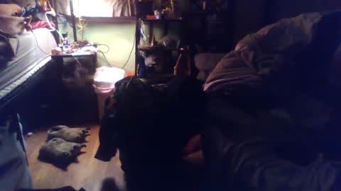 indigo_scorpio online show from 4, 3, 2025