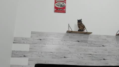 Jaycreedd online show from 6, 3, 2025