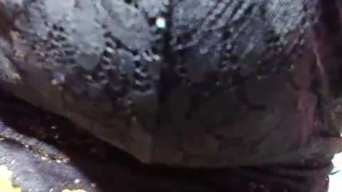 jaysonata215 online show from 9, 12, 2024