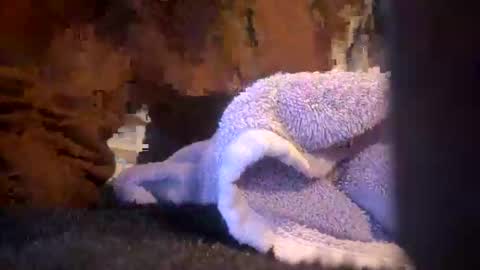 Juish5521 online show from 6, 3, 2025