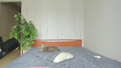 kelly_gerzikaaa online show from 6, 4, 2026