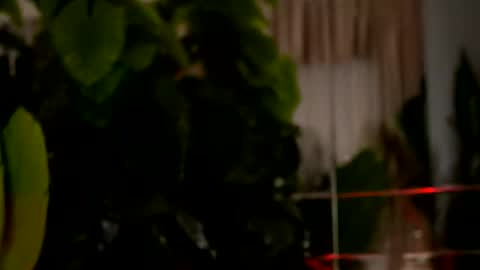 Denise online show from 29, 3, 2026