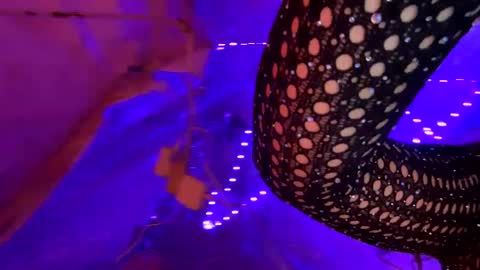 Snapshot of kissahsins chatting on 17, 1, 2025 Kissah Kreampuff online show from 17, 1, 2025