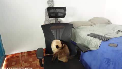 Snapshot of kite__ chatting on 23, 12, 2024 kite__ online show from 23, 12, 2024