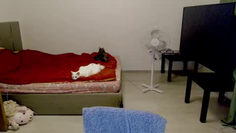 Jennyblonde and Emmabrunette online show from 10, 2, 2025