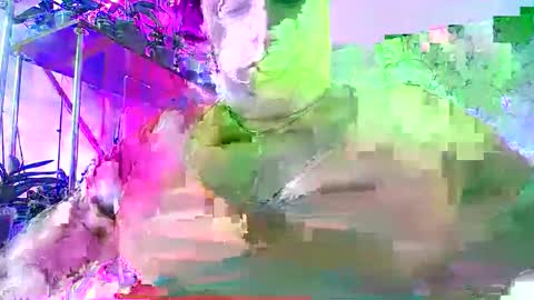 Lady Gloria online show from 30, 11, 2025