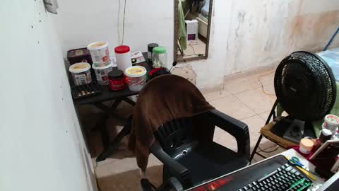 leonino231 online show from 15, 12, 2025