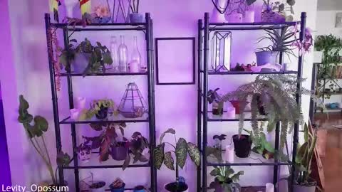 Levity online show from 28, 11, 2025