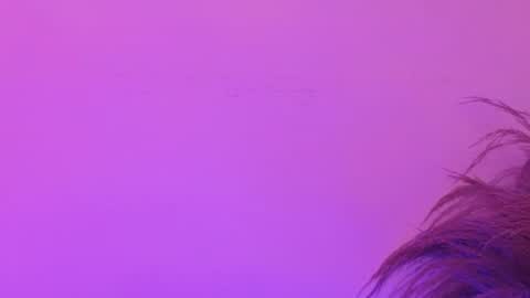 Lia Bell online show from 30, 6, 2026