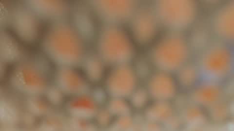 Lina Fanslymysensualworld online show from 5, 1, 2025