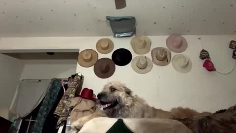 SummerPeach online show from 7, 1, 2025