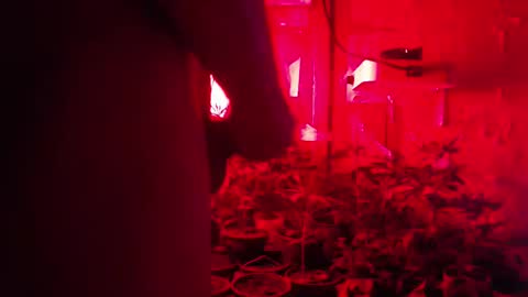 SILVA online show from 12, 10, 2025