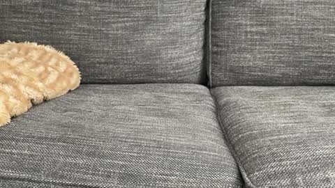 Snapshot of majortazer chatting on 17, 2, 2025 majortazer online show from 17, 2, 2025