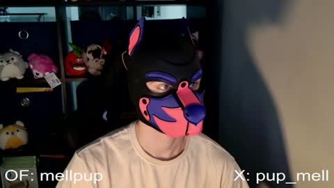 MellPUP online show from 25, 6, 2026