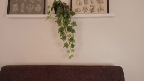  Memphis Williams  online show from 15, 2, 2026