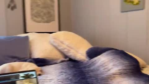 Mia  online show from 6, 1, 2025