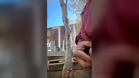 my_cockeye online show from 4, 3, 2026