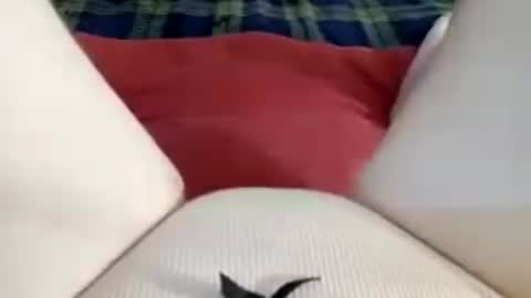Kitty online show from 27, 6, 2026