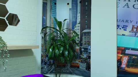 Kitten online show from 8, 3, 2025