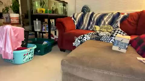 neverwinter44 online show from 23, 4, 2026