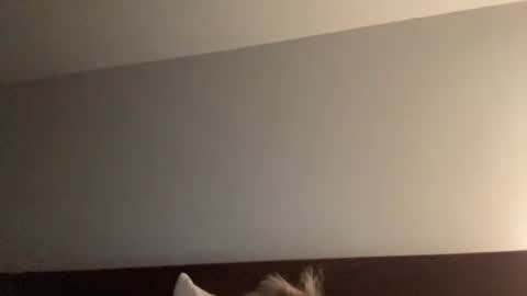 Snapshot of nice_gentle_naughty chatting on 13, 12, 2024 Nice Gentle Naughty online show from 13, 12, 2024