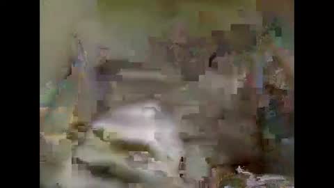 Nick online show from 5, 1, 2025