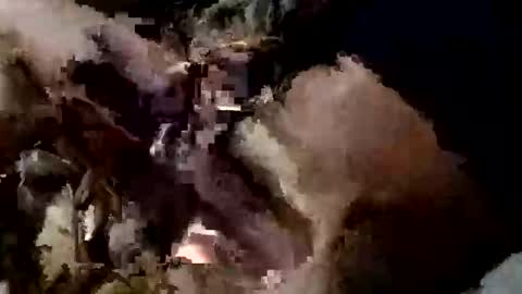 Snapshot of nocturnus1980 chatting on 10, 9, 2025 nocturnus1980 online show from 10, 9, 2025