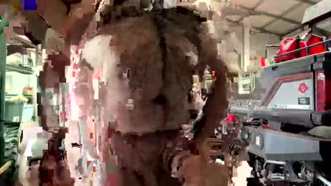 odang_13 online show from 21, 2, 2026