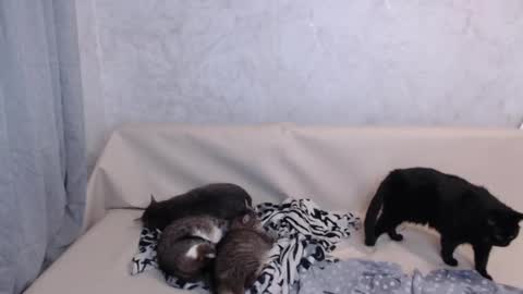 Olivia online show from 19, 9, 2025