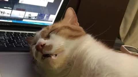 Pam online show from 4, 3, 2025