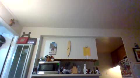 pawgkiller online show from 11, 10, 2025