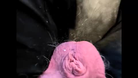 petrol63102 online show from 20, 2, 2026