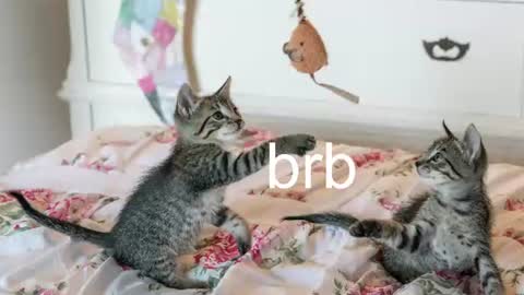 Kitty online show from 4, 7, 2026