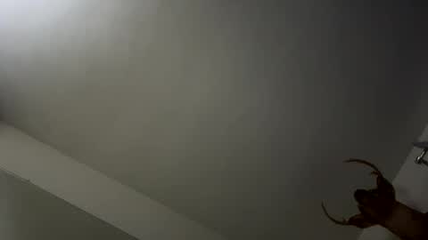 Snapshot of playerpleasure chatting on 9, 11, 2025 playerpleasure online show from 9, 11, 2025