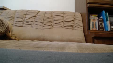 Prince Of Prague online show from 7, 2, 2025