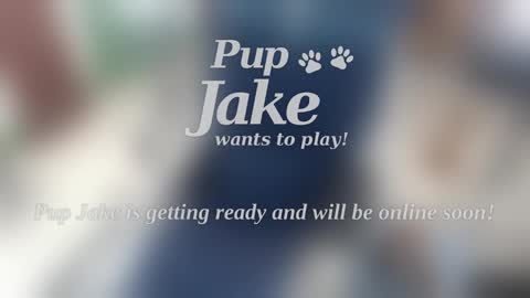 Pup Jake wants to play online show from 5, 1, 2025