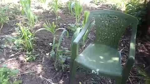 Snapshot of purebae chatting on 12, 11, 2025 purebae online show from 12, 11, 2025