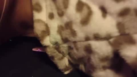 Rabbit Snake online show from 28, 10, 2025