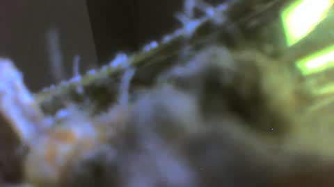 rehn816 online show from 6, 3, 2025