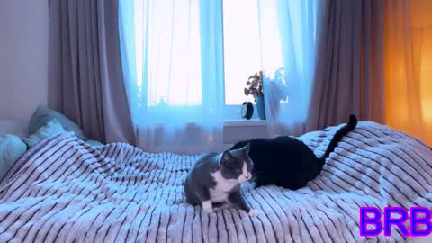   DianaBrite            fansl y online show from 9, 1, 2026