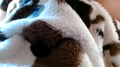 risingphoenix23 online show from 19, 4, 2026