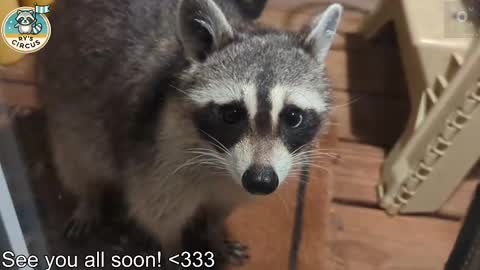 Ryan aka KeylimeRy online show from 11, 3, 2026