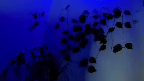 SABRI online show from 1, 4, 2026