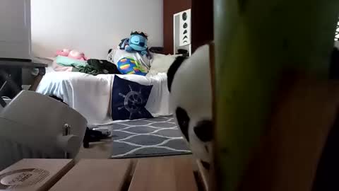 salis1981 online show from 8, 2, 2025