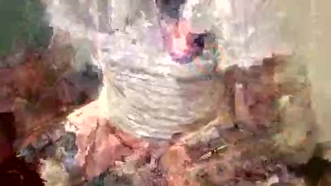 Snapshot of samboiamtho chatting on 1, 11, 2025 samboiamtho online show from 1, 11, 2025