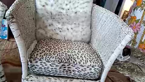 samboiamtho online show from 3, 4, 2026